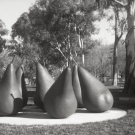 Jasper Lindell - Pears-National Gallery of Australia - No.2 Beau Brownie (Tan)