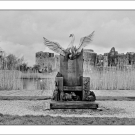 Mike Burke - Swan at Lough Nanean Park - Brownie 620 "E"