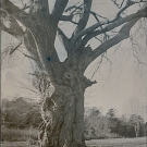 Seahorse Beach Tree