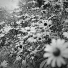 Wild Sunflowers