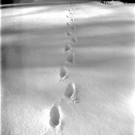 snow-steps-fe55268f9267d3c4166ba028368a6440ac4dea44