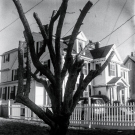 trimmed-tree-gloucester-bhf-with-tri-x-20230207-17e139804f167f065558a10dd9474968ac596e9b