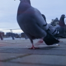 jason-kilroe-pigeon-on-ektachrome-kodak-brownie-no-2-model-e-7d38989d0cd5fe1bb5dc7279ef6b3786746b6e45