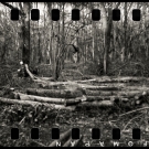Janet Clark - A Covid Walk In The Woods - Brownie 127 mk2 (with 35mm film).